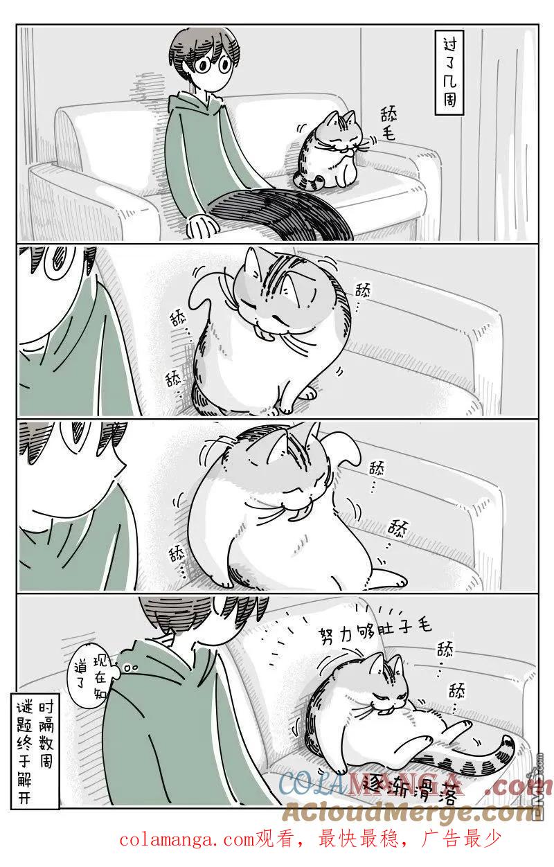第243话-关于养猫我一直是新手-キュルZ（第2张）