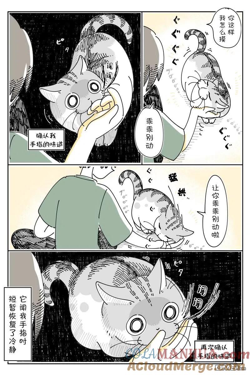 第130话-关于养猫我一直是新手-キュルZ（第1张）