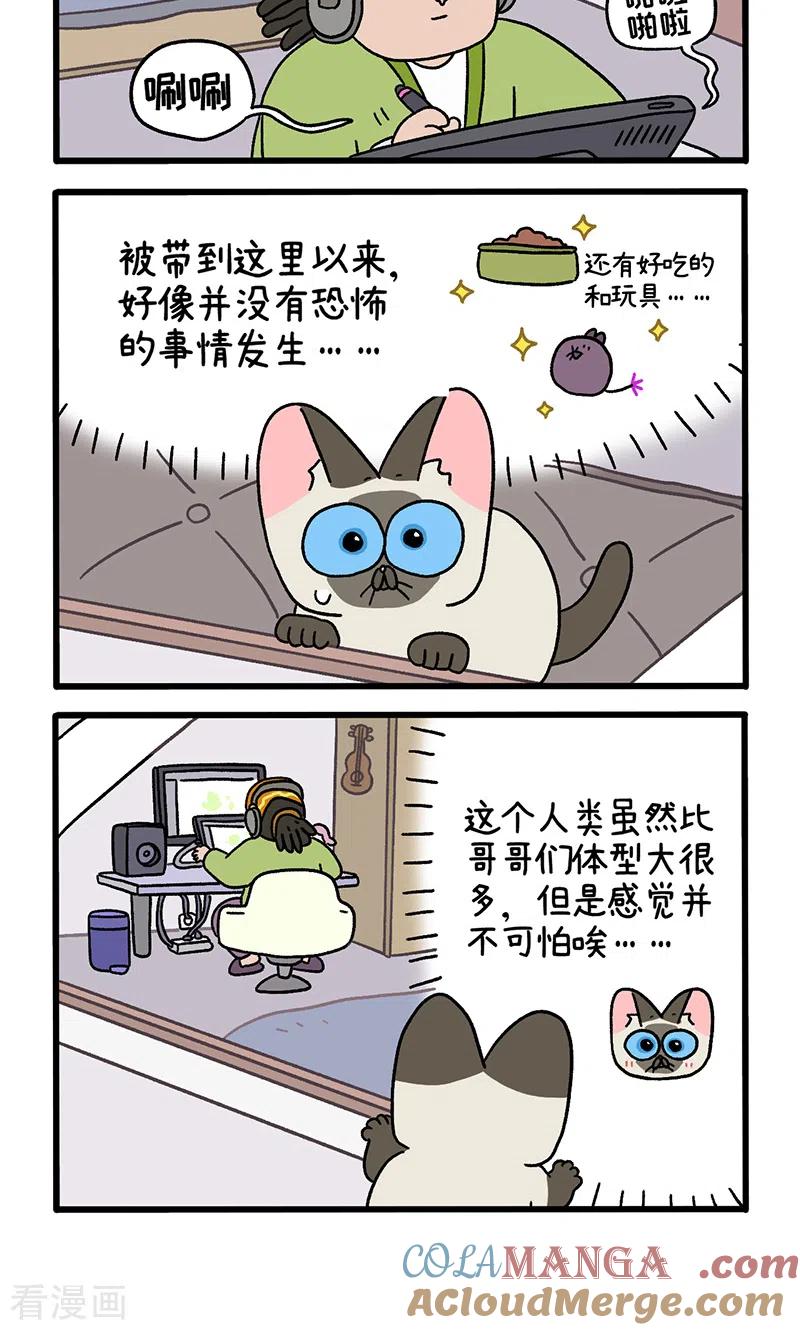 番外16上默默的新生活2-阿满和麦茶-新漫画 日胖大海寺（第4张）