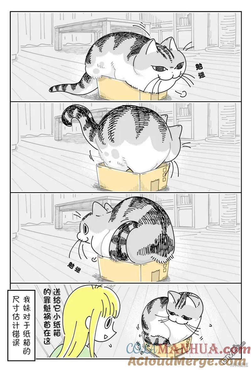 第188话-关于养猫我一直是新手-キュルZ（第2张）