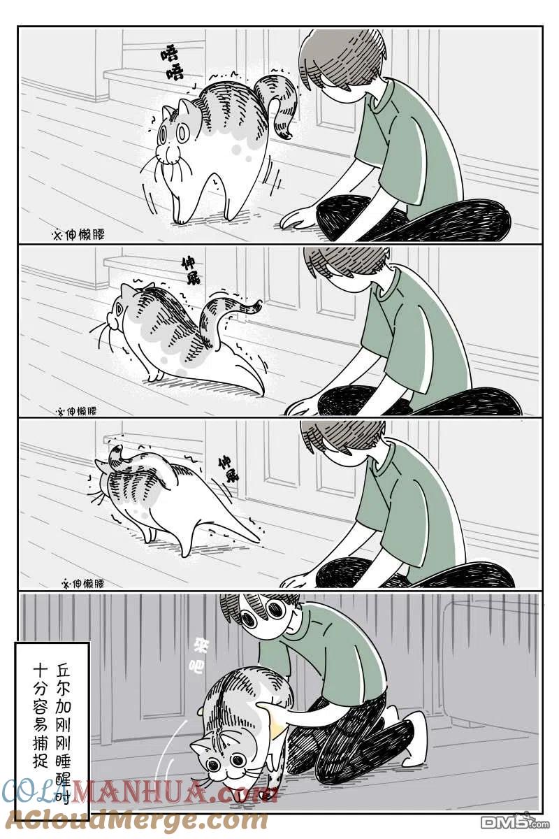 第79话-关于养猫我一直是新手-キュルZ（第2张）
