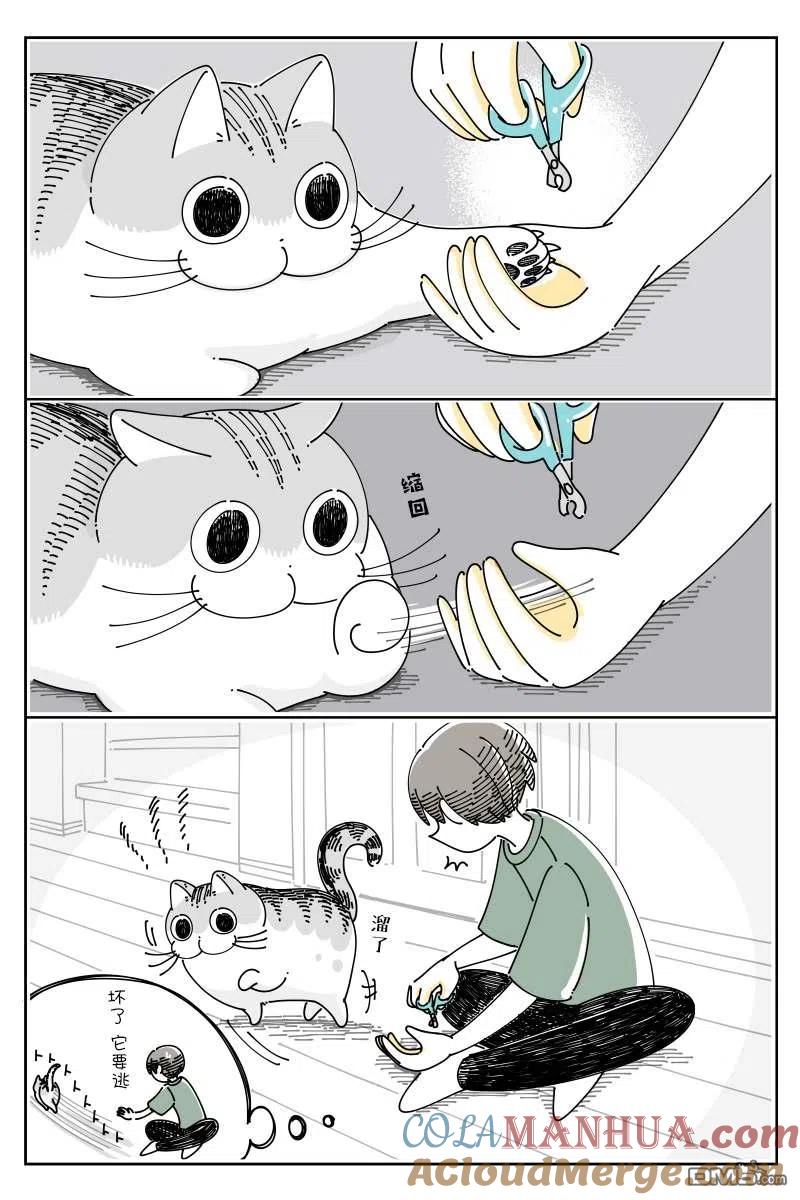 第79话-关于养猫我一直是新手-キュルZ（第1张）