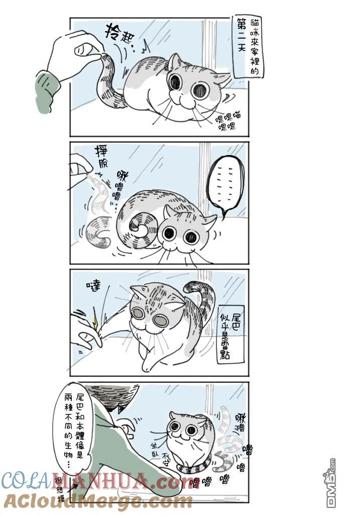 第3话-关于养猫我一直是新手-キュルZ（第2张）