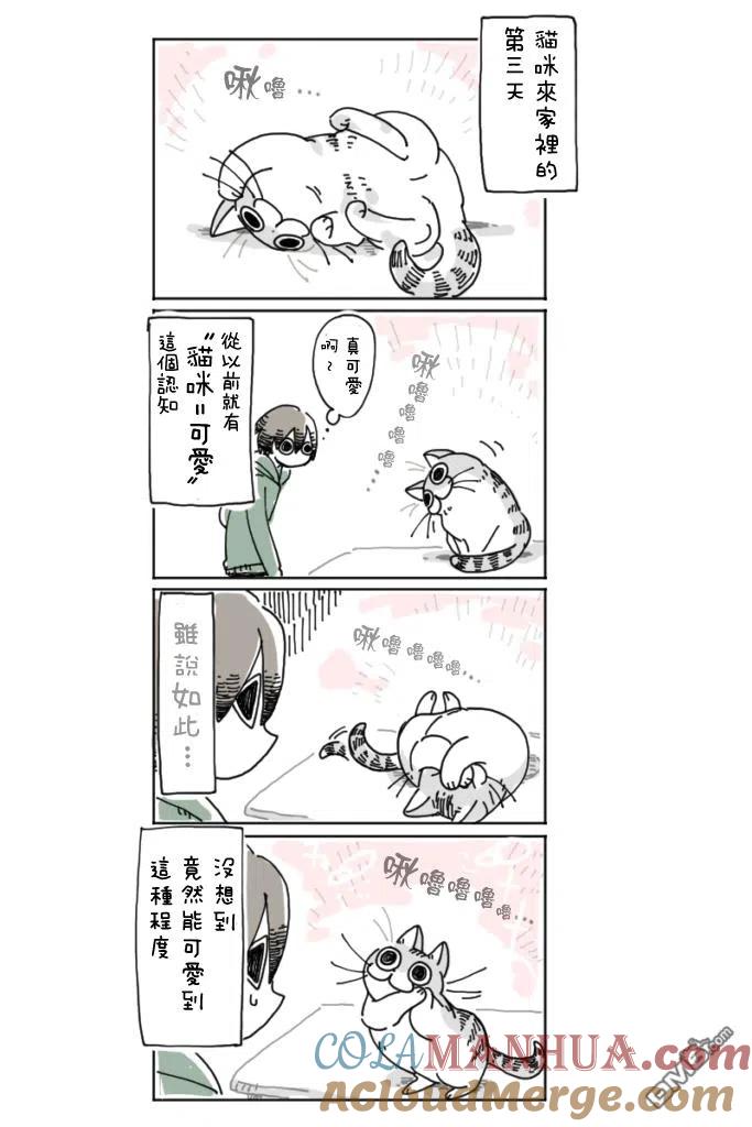第3话-关于养猫我一直是新手-キュルZ（第4张）