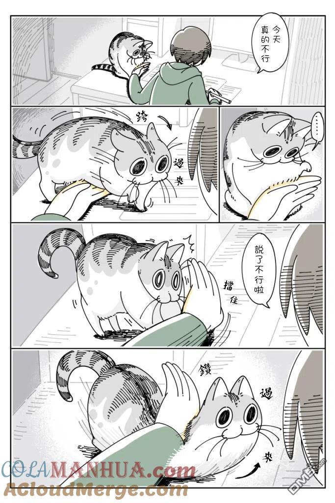 第41话-关于养猫我一直是新手-キュルZ（第1张）
