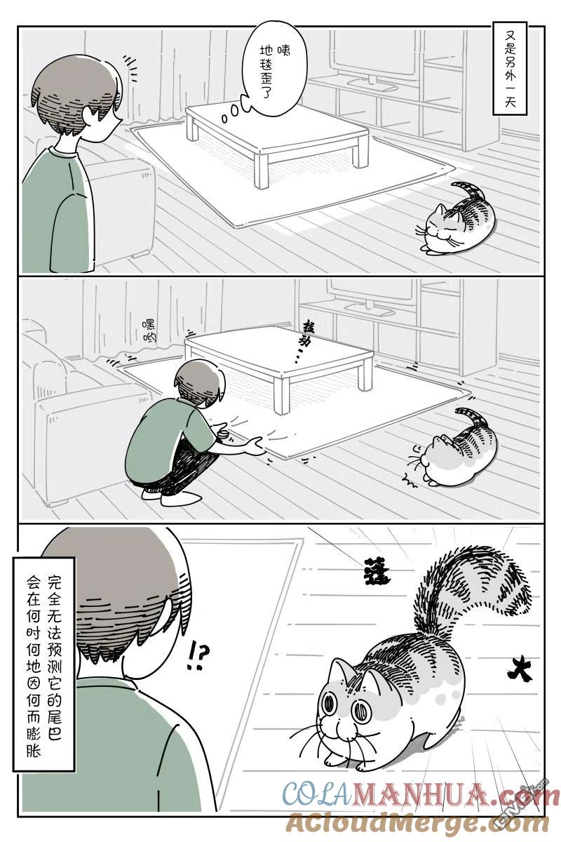第78话-关于养猫我一直是新手-キュルZ（第2张）