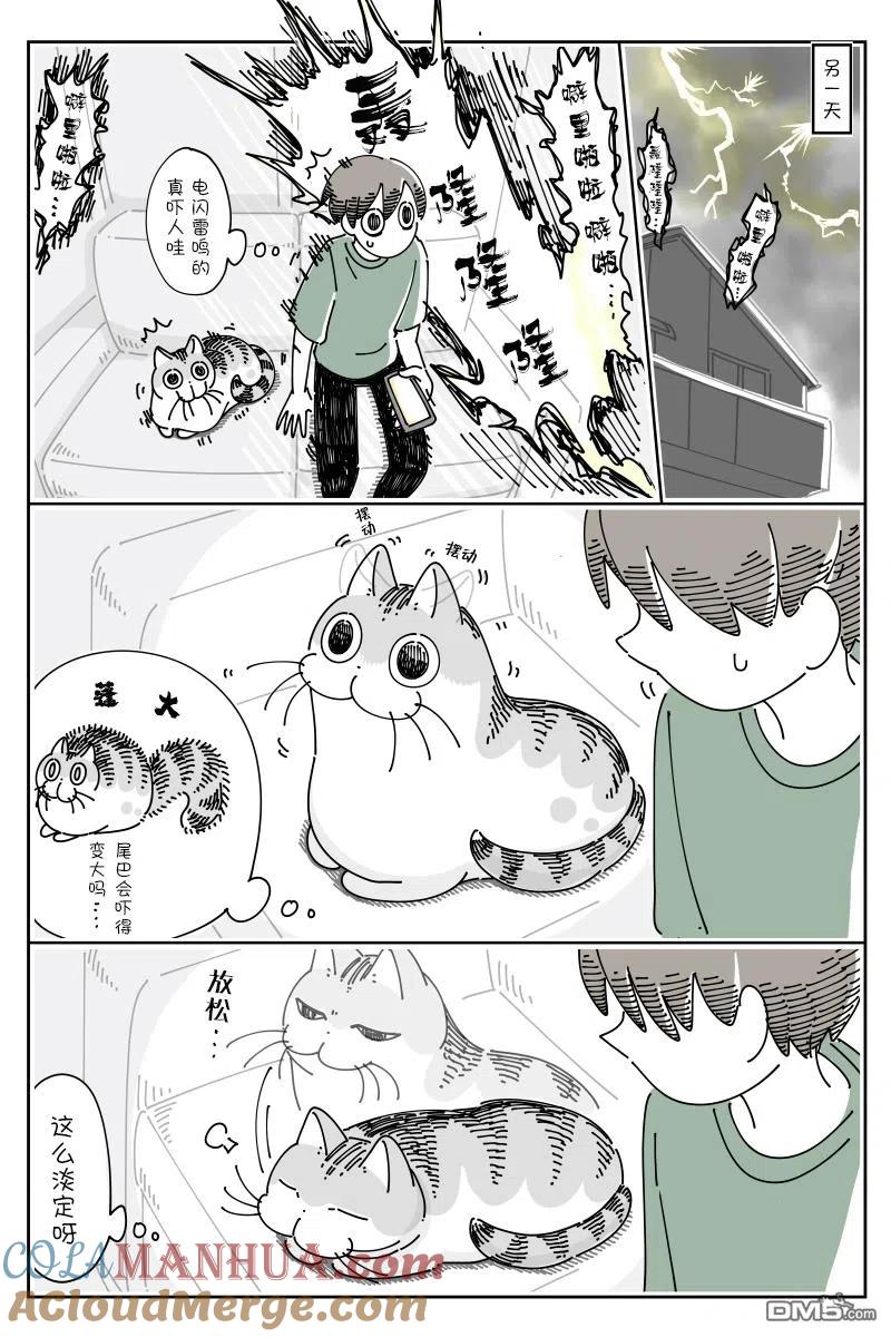 第78话-关于养猫我一直是新手-キュルZ（第1张）