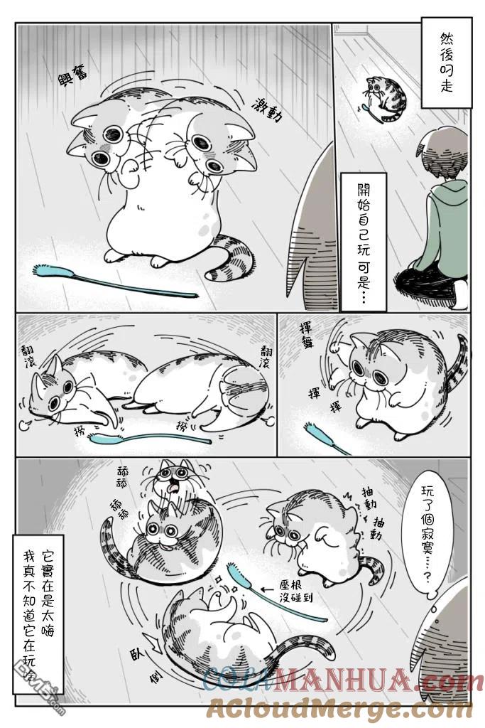 第40话-关于养猫我一直是新手-キュルZ（第2张）