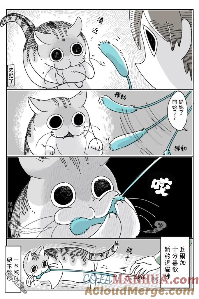 第40话-关于养猫我一直是新手-キュルZ（第1张）
