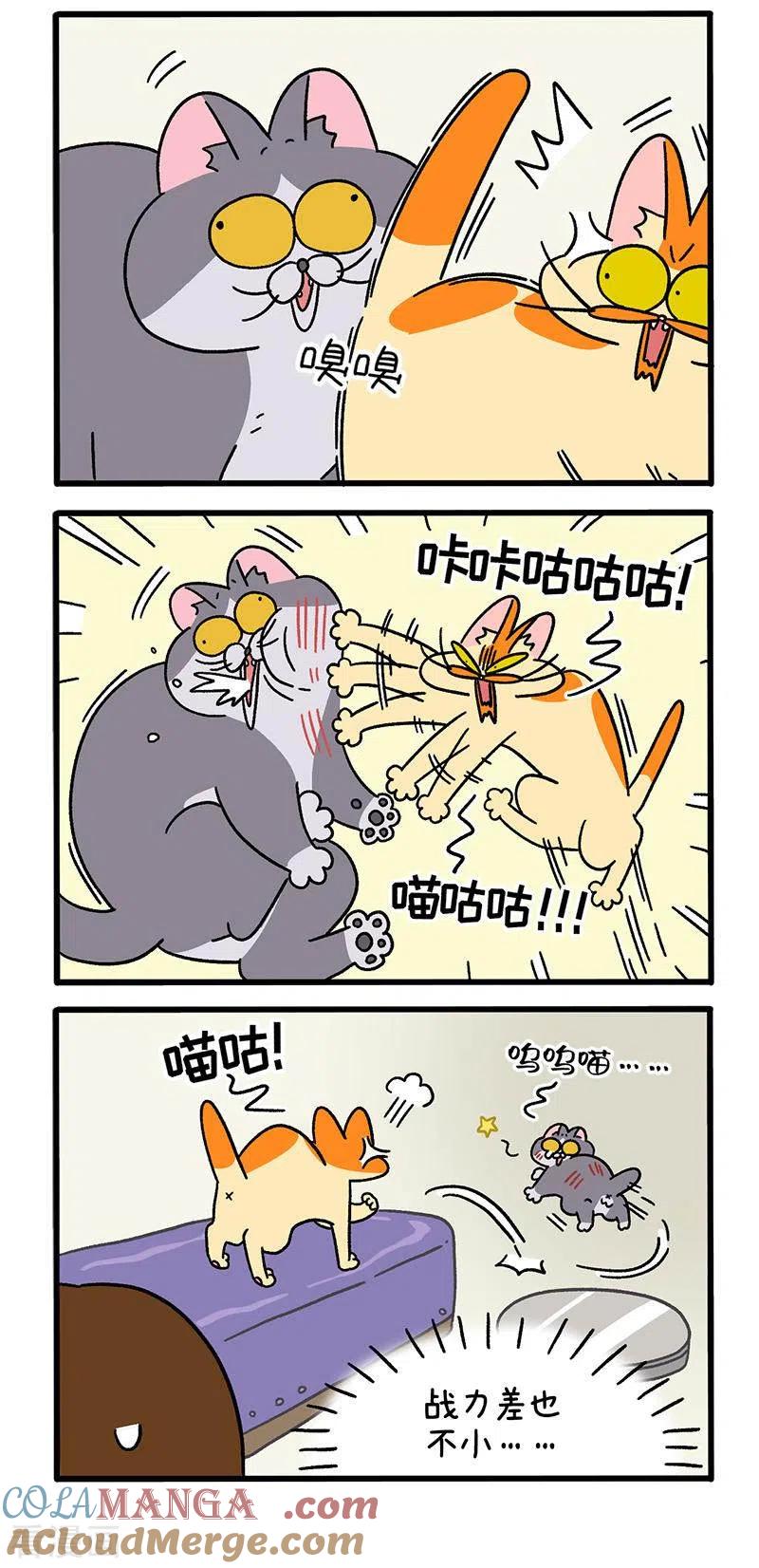 第65话2公司的猫咪聚会-阿满和麦茶-新漫画 日胖大海寺（第3张）