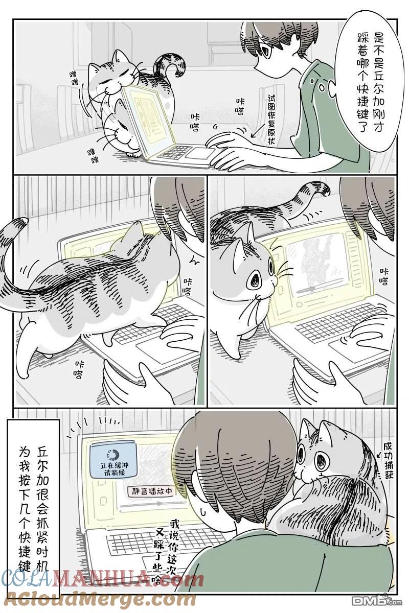 第128话-关于养猫我一直是新手-キュルZ（第1张）