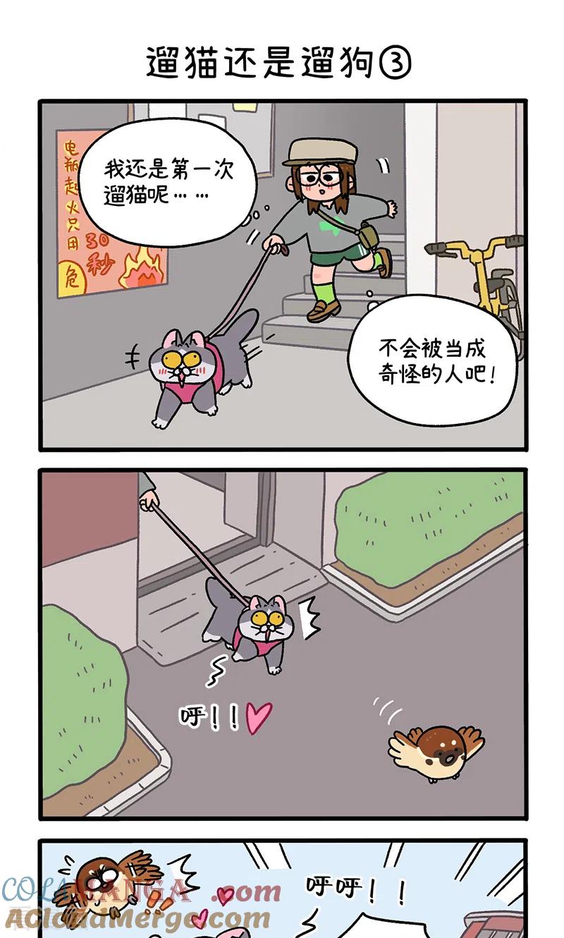 第95话1遛猫还是遛狗-阿满和麦茶-新漫画 日胖大海寺（第5张）