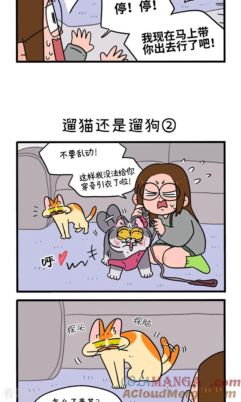 第95话1遛猫还是遛狗-阿满和麦茶-新漫画 日胖大海寺（第3张）