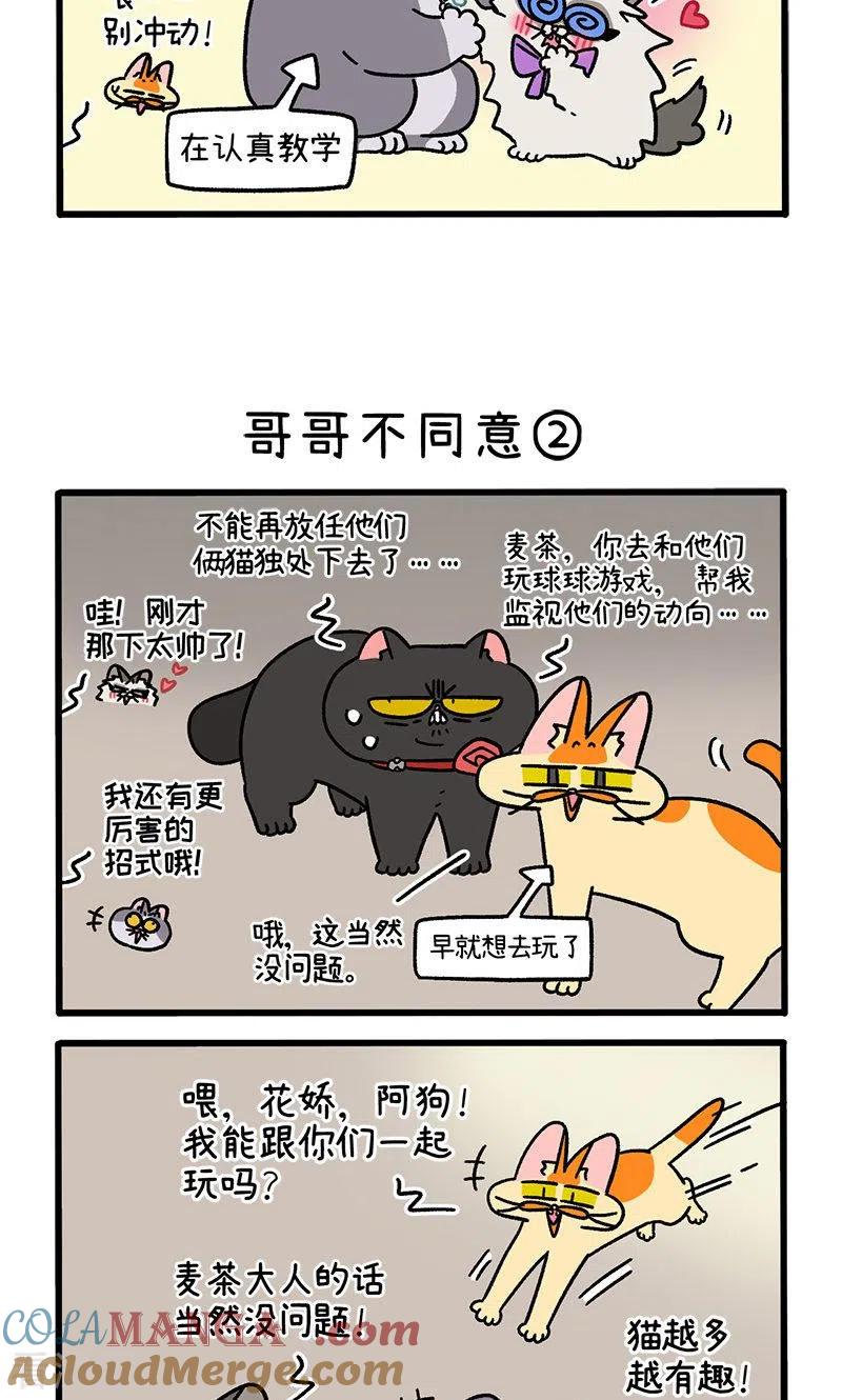 第101话1哥哥不同意-阿满和麦茶-新漫画 日胖大海寺（第3张）