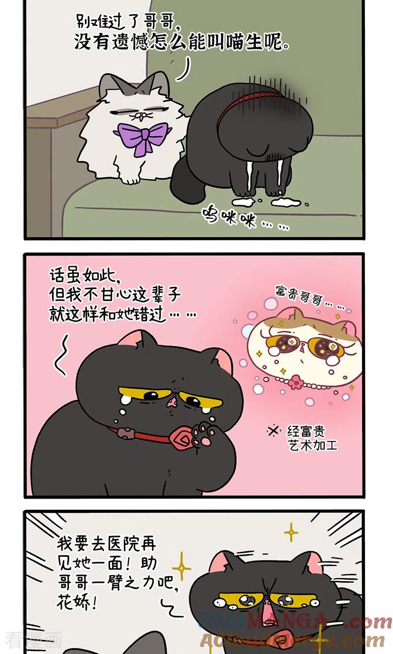 番外22下富贵花开2-阿满和麦茶-新漫画 日胖大海寺（第2张）