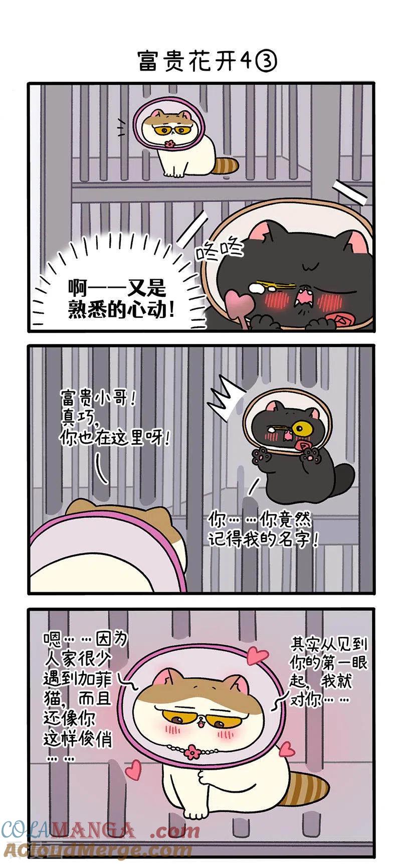 番外24上富贵花开4-阿满和麦茶-新漫画 日胖大海寺（第4张）