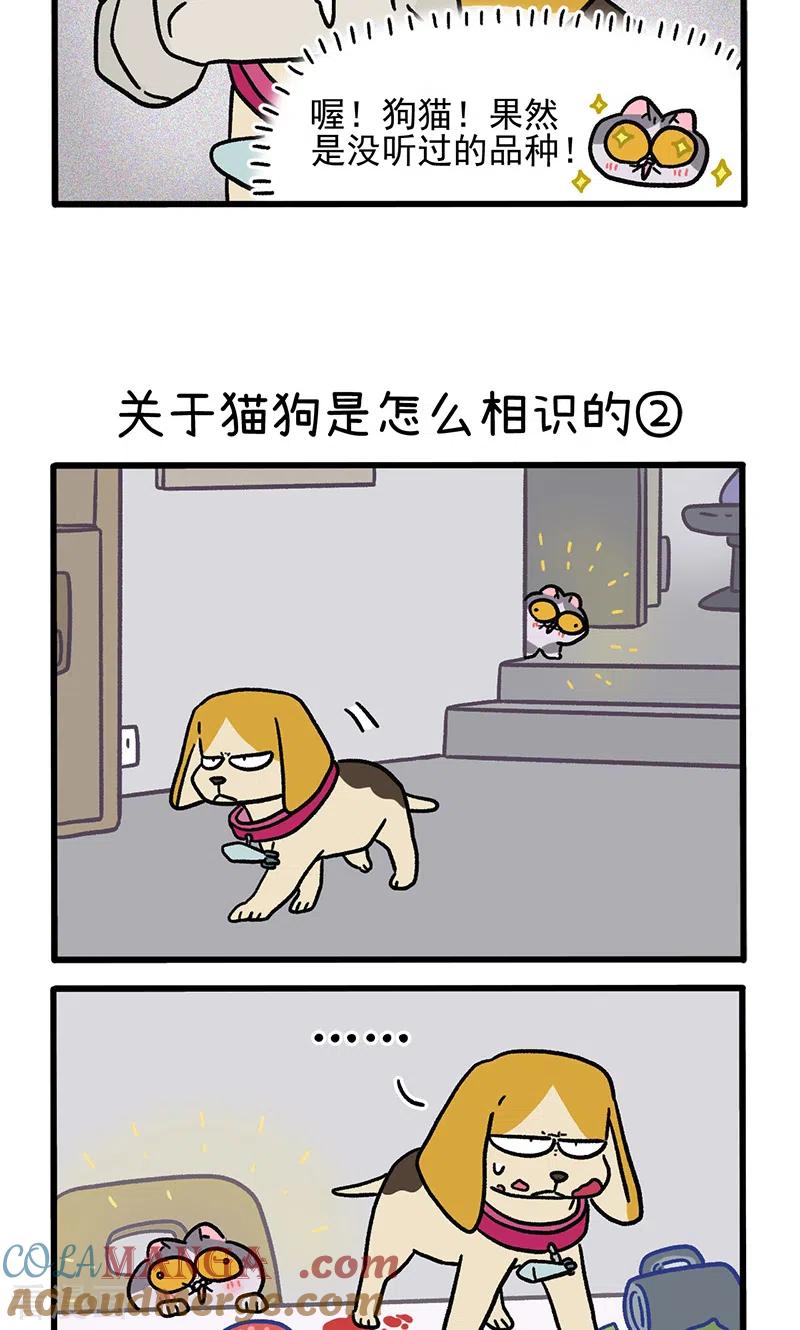 第128话1关于猫狗是怎么相识的-阿满和麦茶-新漫画 日胖大海寺（第3张）