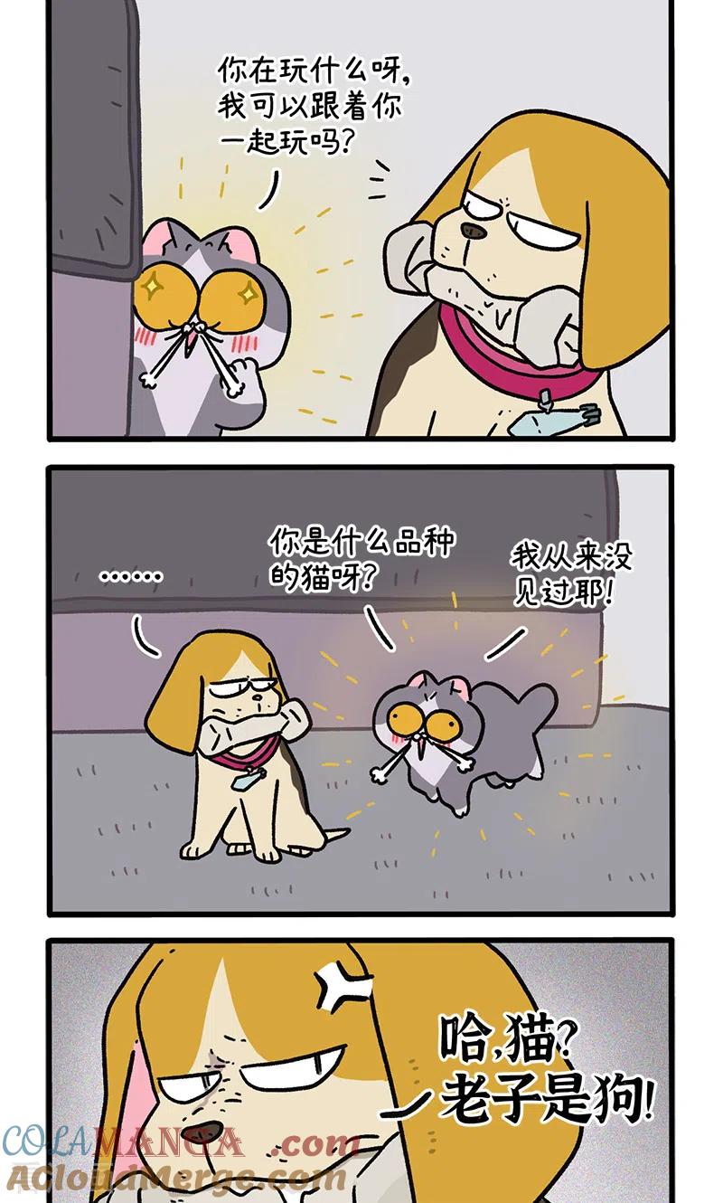 第128话1关于猫狗是怎么相识的-阿满和麦茶-新漫画 日胖大海寺（第2张）