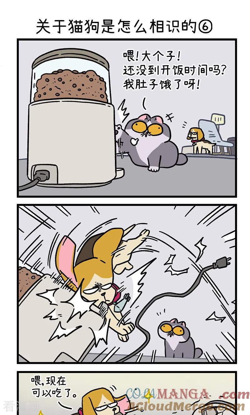 第128话2关于猫狗是怎么相识的-阿满和麦茶-新漫画 日胖大海寺（第5张）