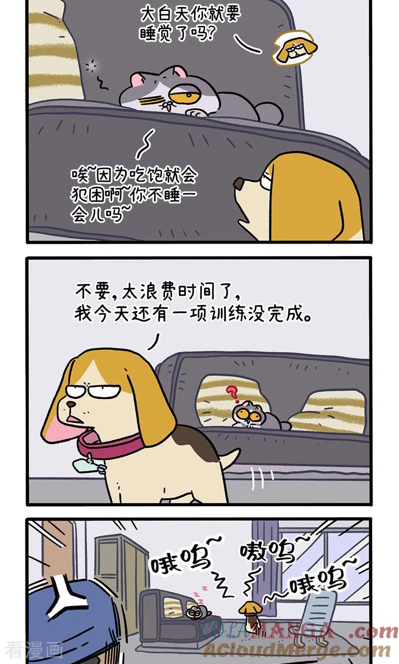 第129话1关于猫狗是怎么相处的-阿满和麦茶-新漫画 日胖大海寺（第2张）