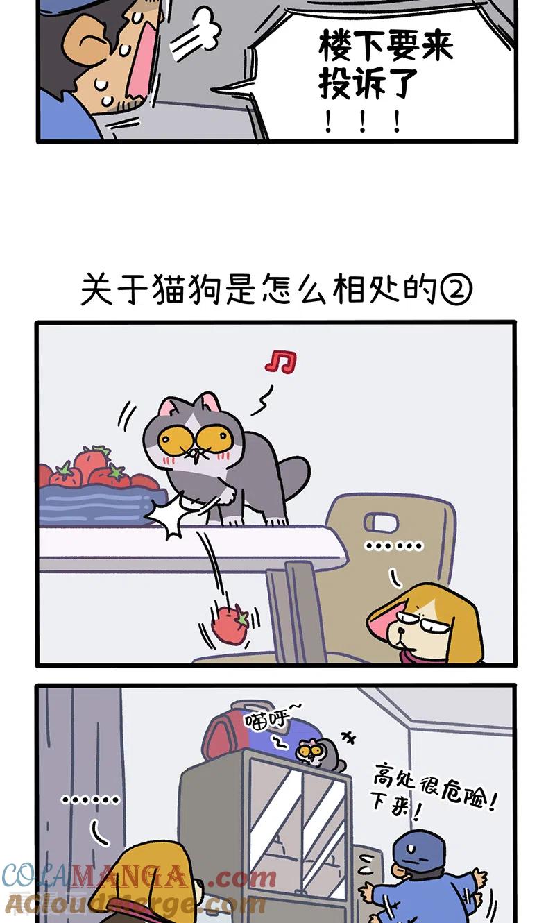 第129话1关于猫狗是怎么相处的-阿满和麦茶-新漫画 日胖大海寺（第3张）