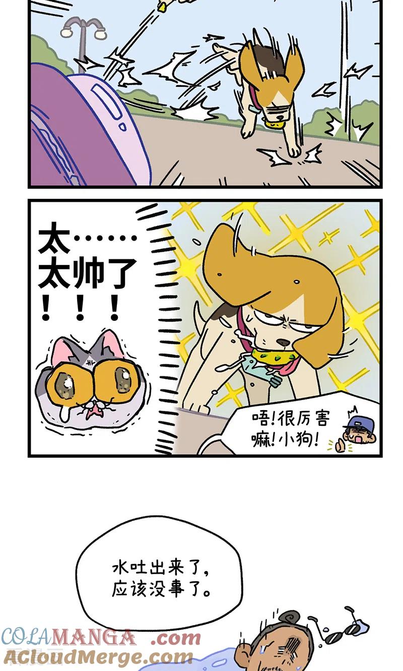 第129话2关于猫狗是怎么相处的-阿满和麦茶-新漫画 日胖大海寺（第6张）