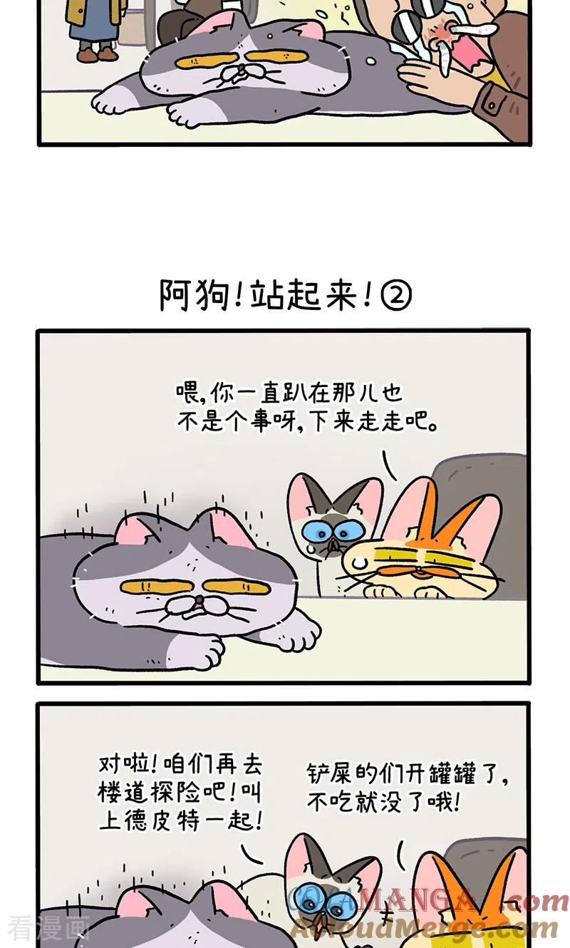 第131话1阿狗！站起来！-阿满和麦茶-新漫画 日胖大海寺（第3张）