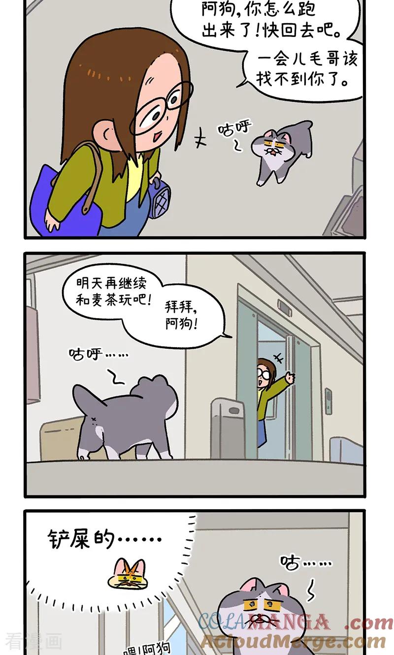 第154话2如果交换身体的话5-阿满和麦茶-新漫画 日胖大海寺（第2张）