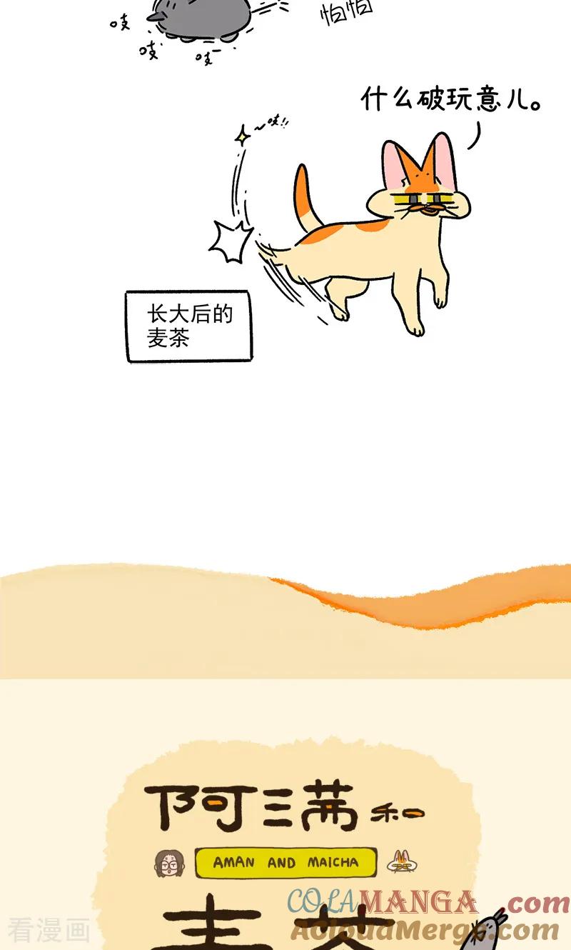 第156话2猫晶晶的春日企划1-阿满和麦茶-新漫画 日胖大海寺（第7张）