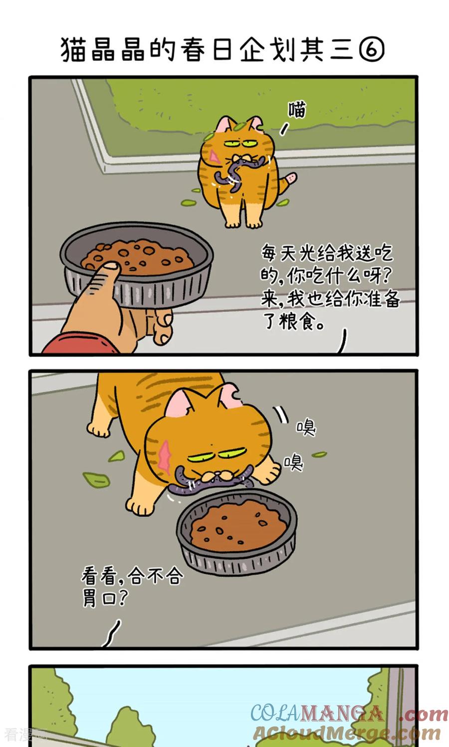 第158话2猫晶晶的春日企划3-阿满和麦茶-新漫画 日胖大海寺（第5张）