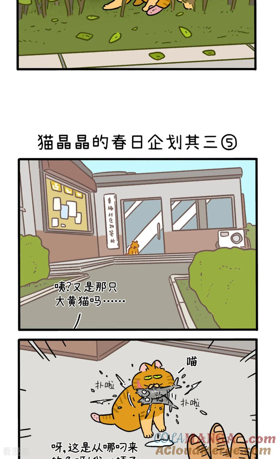 第158话2猫晶晶的春日企划3-阿满和麦茶-新漫画 日胖大海寺（第3张）