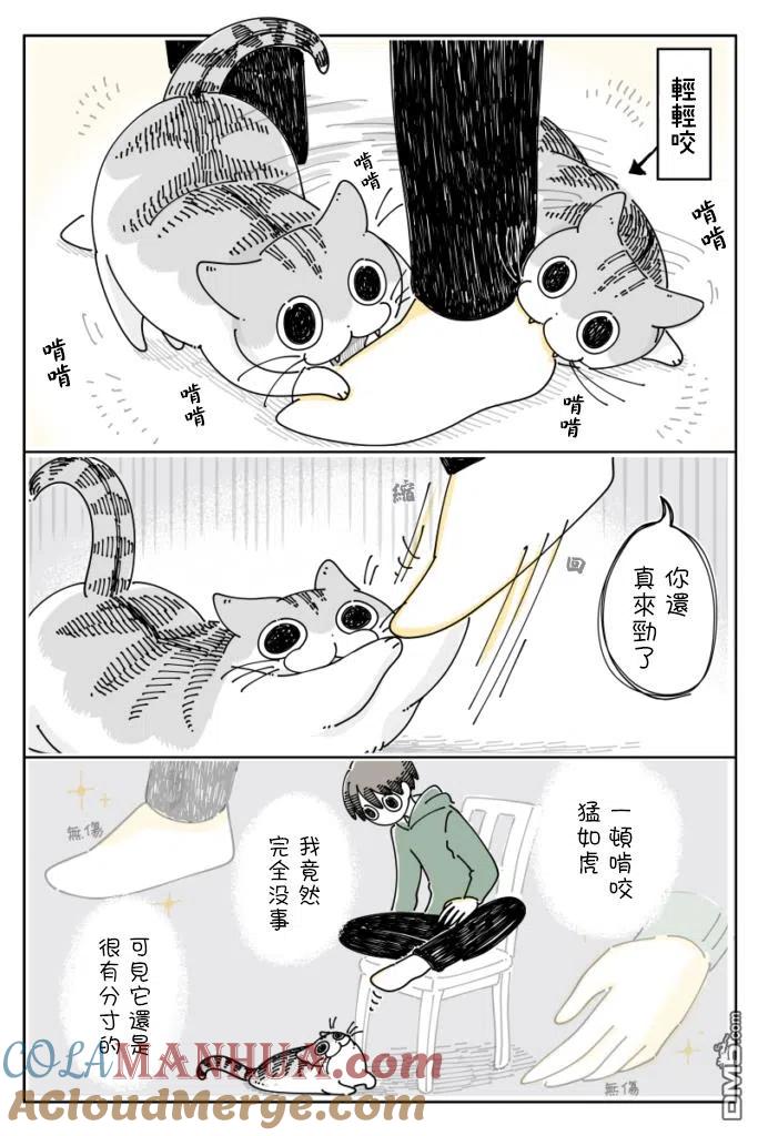 第64话-关于养猫我一直是新手-キュルZ（第2张）