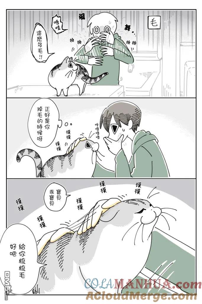 第65话-关于养猫我一直是新手-キュルZ（第1张）