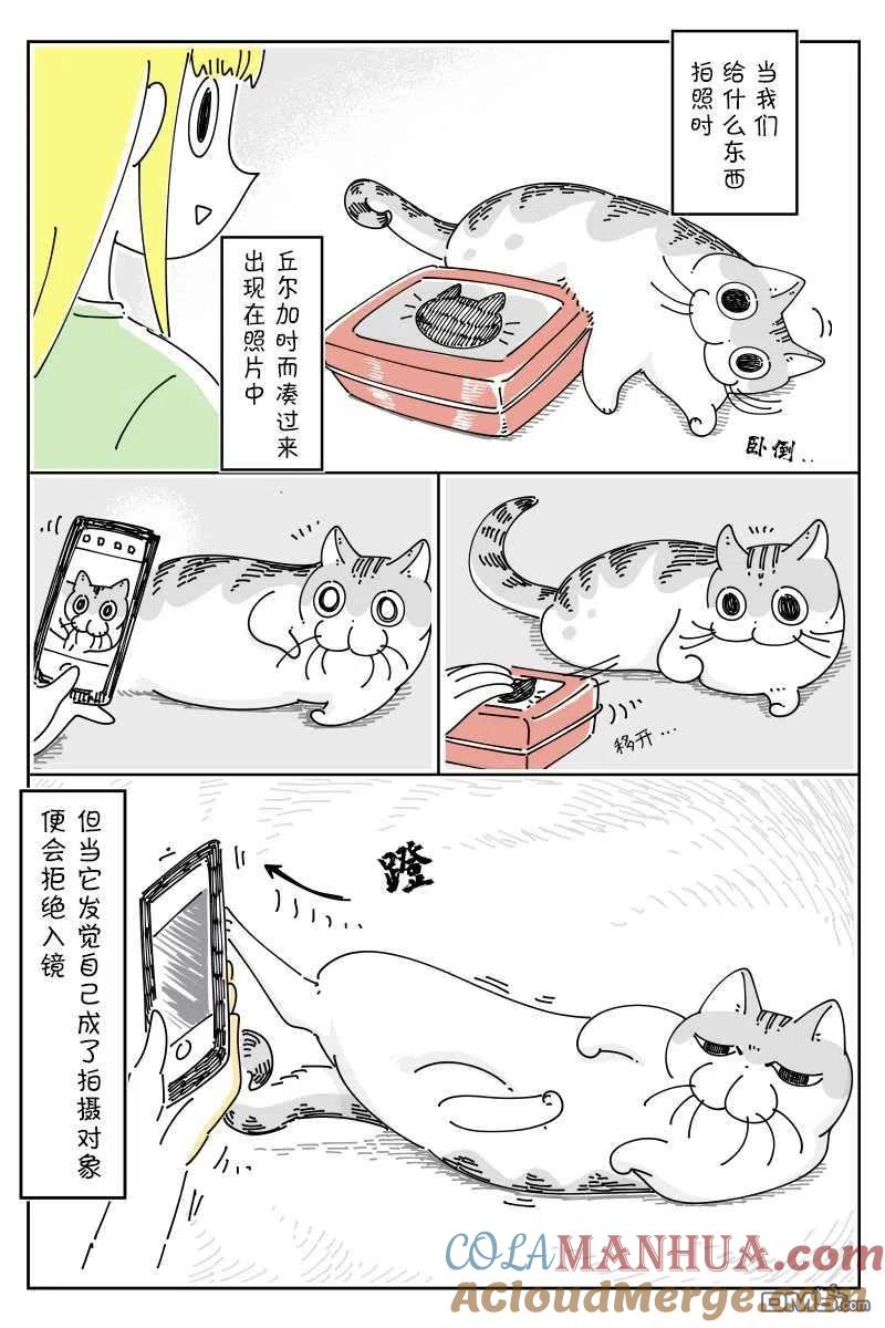 第81话-关于养猫我一直是新手-キュルZ（第2张）