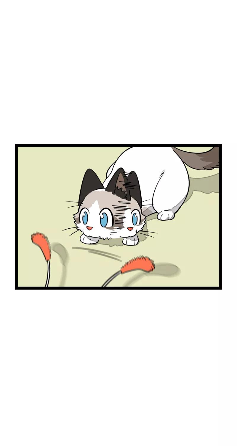 第11话一只特立独行的猫-周一至周末-森雨漫（第8张）