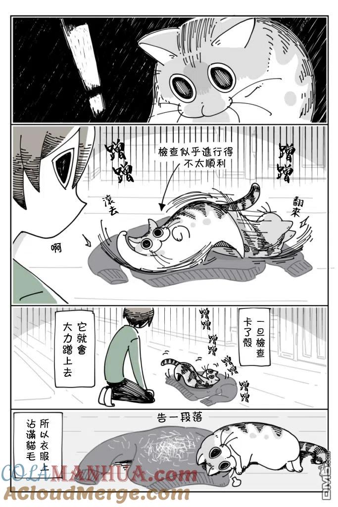第15话-关于养猫我一直是新手-キュルZ（第3张）