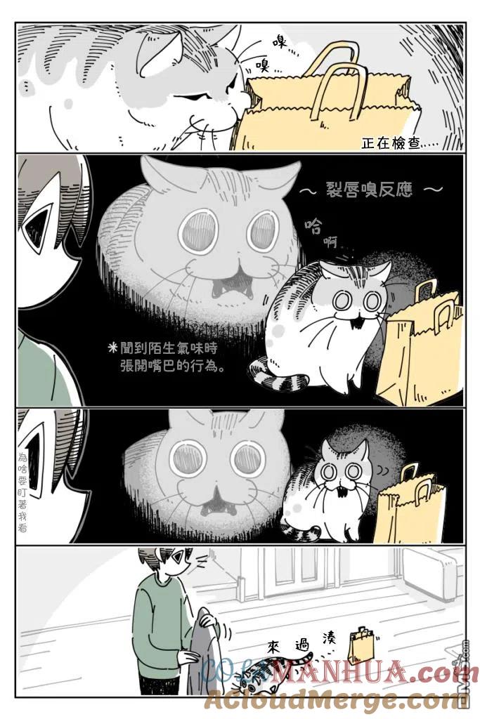 第15话-关于养猫我一直是新手-キュルZ（第1张）