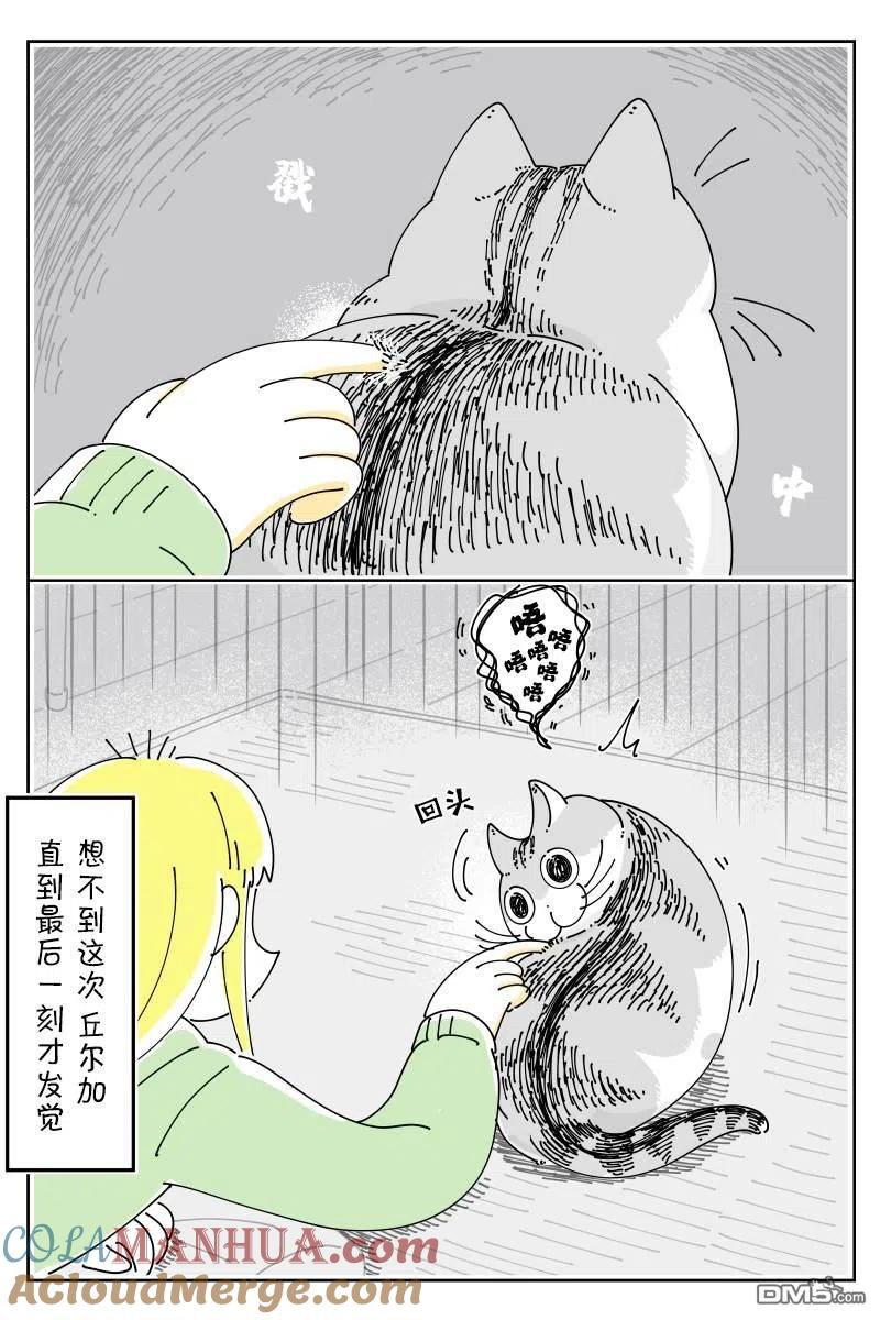 第115话-关于养猫我一直是新手-キュルZ（第2张）