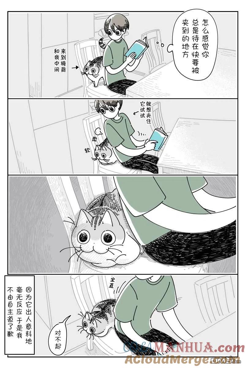 第123话-关于养猫我一直是新手-キュルZ（第2张）