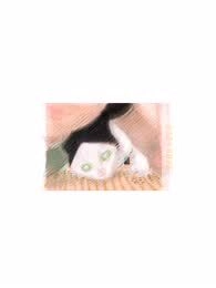《猫的选择》
